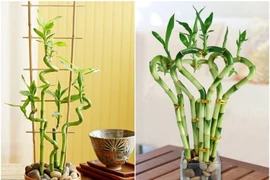 Những cây cảnh giúp vượng khí, hút tài lộc năm Nhâm Dần 2022 