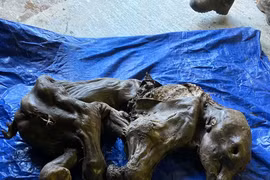 Bất ngờ tìm thấy xác voi ma mút còn nguyên vẹn 