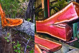 Loại gỗ nào đắt giá và quý hiếm nhất thế giới?