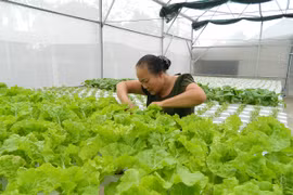 Cụ bà U70 trẻ lại chục tuổi nhờ vườn rau thủy canh đẹp như mơ