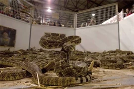 Hãi hùng lễ hội 'thảm sát' rắn đuôi chuông độc, cực nguy hiểm