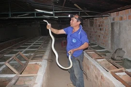 Sởn gai ốc trước đàn rắn trăm triệu của lão nông U50