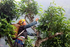 Chè shan tuyết “5 cực” giá bạc triệu ở Tây Bắc có gì độc?