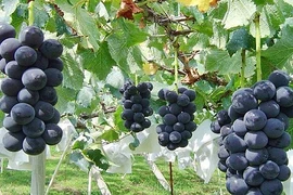 Vì sao người Nhật trồng được nho bạc triệu/chùm?