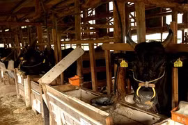 Bò Wagyu Nhật Bản đắt ngang siêu xe được nuôi thế nào?