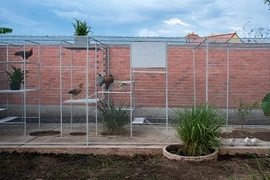 Mê tít chuồng gà Việt được báo Tây khen nức nở