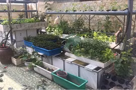 Ngỡ ngàng vườn rau, ao cá ngay trên sân thượng ở Hải Phòng 