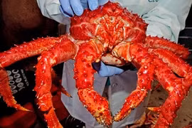 Sự thật “sốc” về cua Hoàng đế Alaska bán ở Việt Nam?