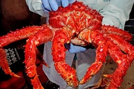 Sự thật “sốc” về cua Hoàng đế Alaska bán ở Việt Nam?