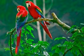 Độc lạ trang trại chim quý tộc tiền tỷ giữa Hà Nội