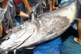 Cá ngừ đại dương khủng giá bèo 30 triệu ở Bình Định