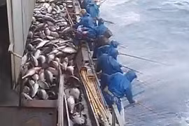 Choáng váng cảnh câu cá ngừ “khủng” siêu tốc độ