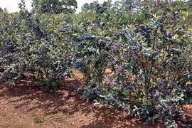 Cận cảnh vườn cây "trường sinh" quý hơn vàng ở Peru 