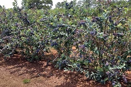 Cận cảnh vườn cây "trường sinh" quý hơn vàng ở Peru 