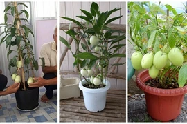 "Sốt" mốt chơi dưa hấu cảnh tí hon mới lạ dịpTết