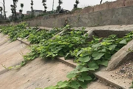 Khoét lỗ bê tông trồng rau: Hà thành sánh cùng Hà Giang