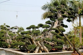 Phát sốt những cây duối "kịch độc" có hình dáng cực lạ