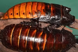 Giật mình những thú cưng quá dị của giới nhà giàu 