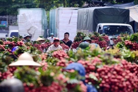 Giá vải thiều cao nhất 60 năm ở Bắc Giang