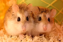 Kinh hoàng 5 loài bị cấm trở thành "hàng hot" ở Việt Nam