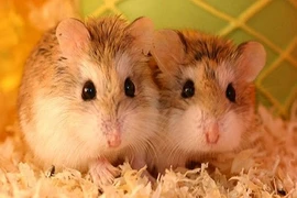 Kinh hoàng 5 loài bị cấm trở thành "hàng hot" ở Việt Nam