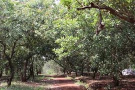 Cây tỷ đô của Việt Nam có thể mất vị trí dẫn đầu, vì sao?