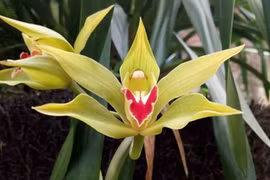 Choáng váng chậu phong lan đắt đỏ gây sốt thị trường Việt