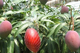 Đột nhập vườn xoài đỏ đắt như kim cương hiếm nhất thế giới