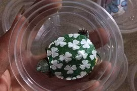 Cận cảnh loài rùa cảnh “giá bèo” bán tràn lan trên mạng 