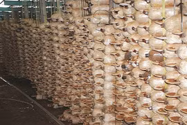 Choáng ngợp những trang trại nấm bạc tỷ của nông dân Việt