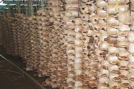 Choáng ngợp những trang trại nấm bạc tỷ của nông dân Việt