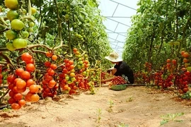"Lạc trôi" giữa vườn cà chua sạch siêu trái ở Việt Nam