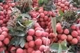 Mùa vải 2018 dự báo bội thu, có lâm cảnh “được mùa rớt giá”?