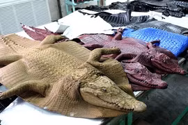 Hình ảnh rùng rợn khó tin trong trang trại nuôi cá sấu