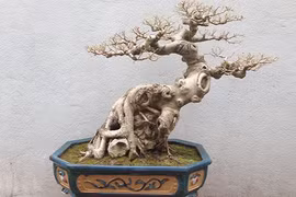 Khô như củi, bonsai không lá độc dị vẫn đẹp hút hồn