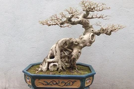 Khô như củi, bonsai không lá độc dị vẫn đẹp hút hồn