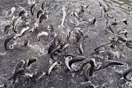 Đàn cá kỳ lạ nhất Việt Nam: Hô 1 tiếng cả ngàn con bay lên nhảy múa