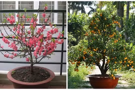 Cách trồng lại và chăm sóc đào, quất cảnh sau Tết