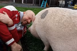 Ngỡ ngàng kiểu nuôi lợn như thú cưng của giới thừa tiền