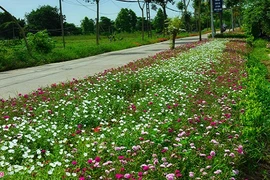 Đường hoa mười giờ đẹp như mơ giữa Hà Nội 