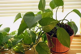 10 cây cảnh trang trí nhà tuyệt đẹp không lo tưới nước