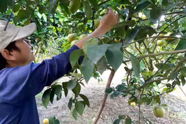 Khéo tay, bắt cây ra quả trái vụ, thủ phủ cam xoàn Lai Vung hốt bạc