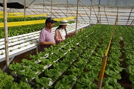 GĐ ngân hàng bỏ lương trăm triệu, trồng rau thu 2 tỷ/tháng 