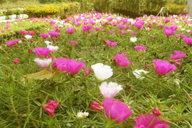 Ngỡ ngàng những vườn hoa mười hoa giờ hái ra tiền