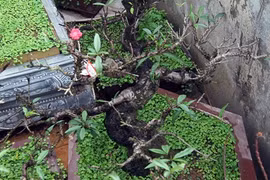 Cách “vạch mặt” đào Trung Quốc giả mạo đào Thất Thốn Nhật Tân