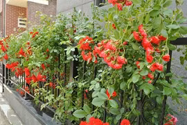 8 loài hoa đẹp bình dị, dễ trồng cho sân vườn nhà phố