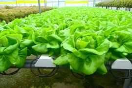 Mỏi mắt ngắm nông trại rau không cần đất thu tiền tỷ 