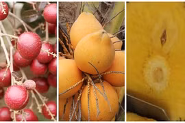 4 loại trái cây ngon, mới lạ của nông dân Việt