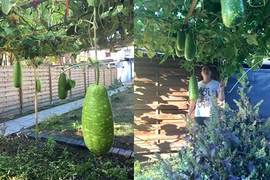 Mướt mắt ngắm những vườn rau Việt ở Đức