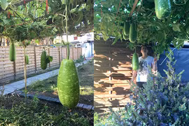 Mướt mắt ngắm những vườn rau Việt ở Đức